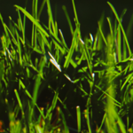 Jak wybrać idealną sztuczną trawę do swojego ogrodu? Porady dla początkujących