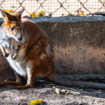 Na skrzydłach hopu - fascynujący świat kangurów najsłynniejszych mieszkańców Australii