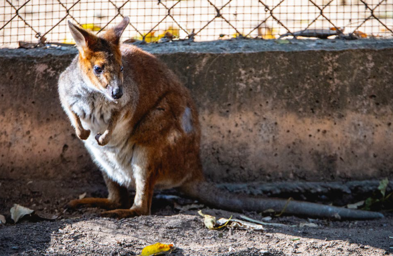 Na skrzydłach hopu – fascynujący świat kangurów najsłynniejszych mieszkańców Australii