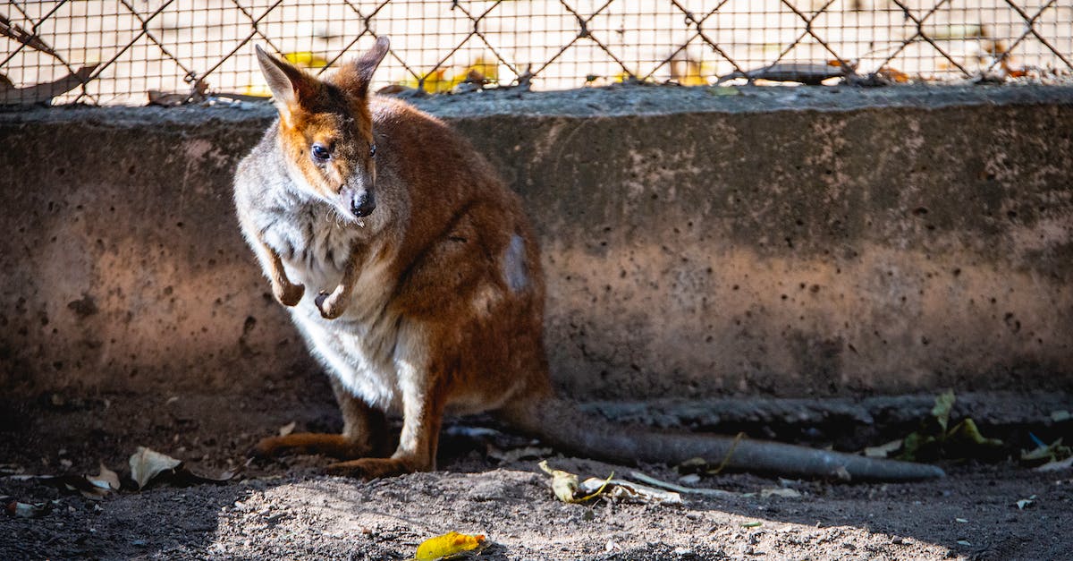 Na skrzydłach hopu - fascynujący świat kangurów najsłynniejszych mieszkańców Australii