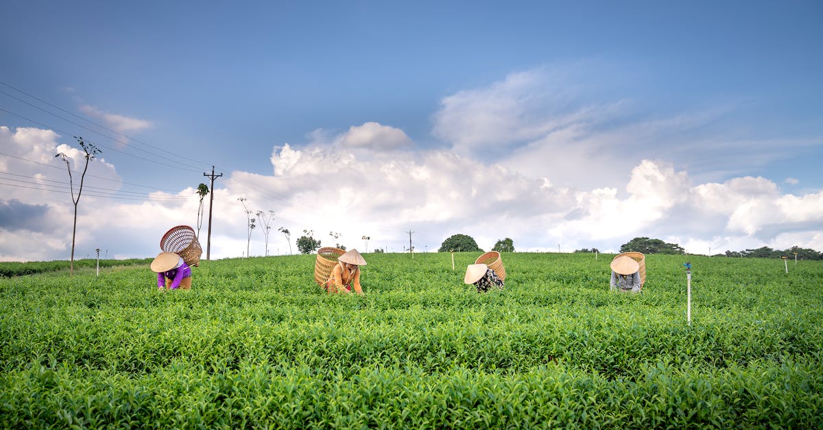 Rolnictwo i przemysł: symbiotyczne relacje budujące odporność gospodarki